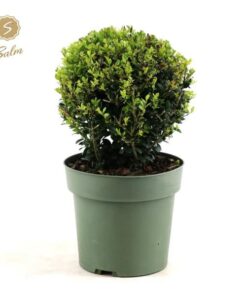 Ilex Crenata ‚Jenny’® Ball Ø20cm P17 – Ø17cm – ↕40cm