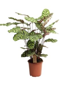 Calathea Makoyana – Ø21cm – ↕55cm