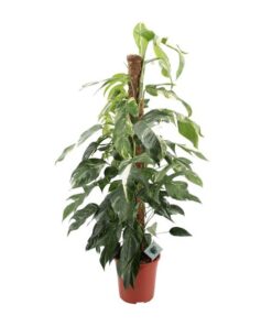 Epipremnum Pinnatum Albo Variegata – Ø24cm – ↕125cm