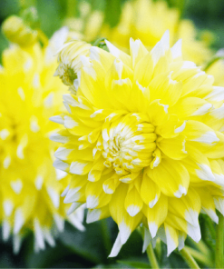 Flowerbulbs Amsterdam – 12 Dahlien seattle knollen für 2 m², großblumige ausstrahlung