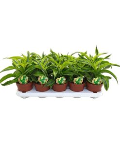 Dracaena Lemon Surprise – Ø12cm – ↕22cm