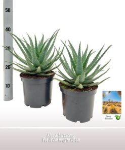 Aloe Arborescens – Ø19 ↕35