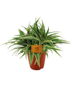 Chlorophytum Ocean – Ø15cm – ↕25cm