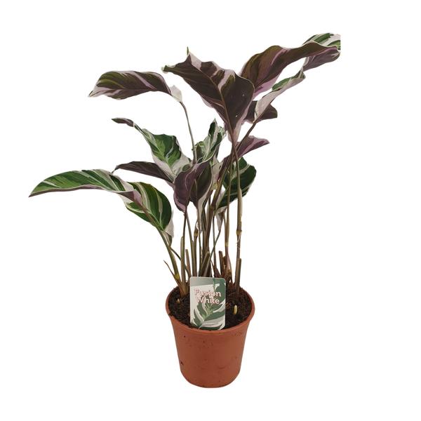 Calathea Fusion White Basic – Ø14cm – ↕40cm