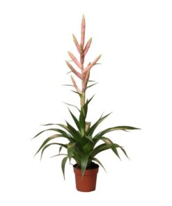 Tillandsia Dolce – Ø12cm – ↕60cm