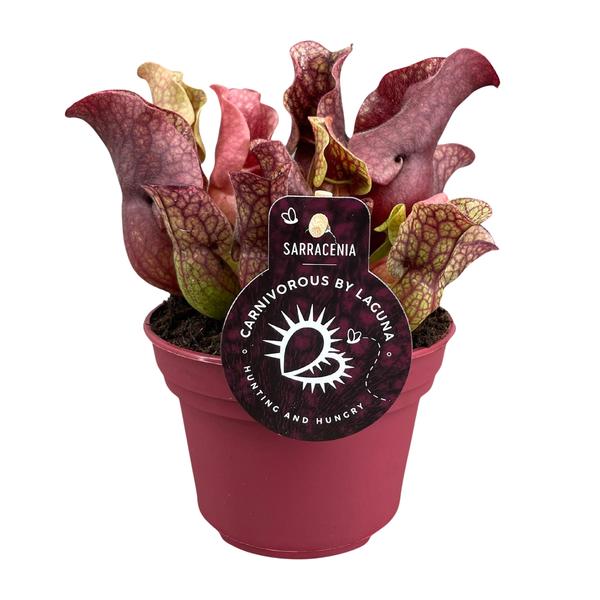 Sarracenia – Ø12cm – ↕20cm