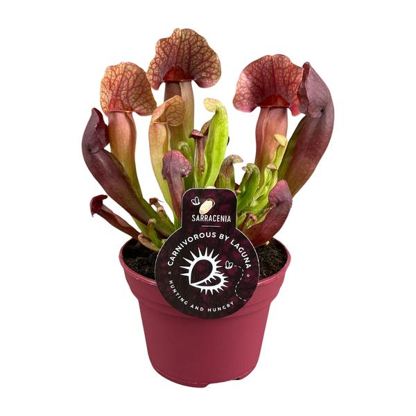 Sarracenia Catesbaei – Ø12cm – ↕23cm