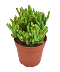 Crassula Ovata Hobbit – Ø12cm – ↕23cm