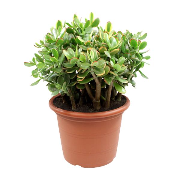 Crassula Sunset – Ø30cm – ↕50cm