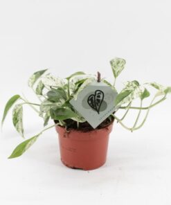 Epipremnum Marble Variegata – Ø12cm – ↕20cm