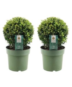 2x Ilex crenata ‚Jenny‘ bol | set van 2 stuks | 20 cm Ø diameter