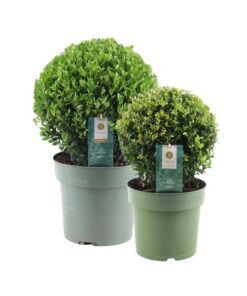 1x Ilex crenata ‚Jenny‘ bol 20 cm Ø & 1x bol 25 cm Ø | set van 2 stuks