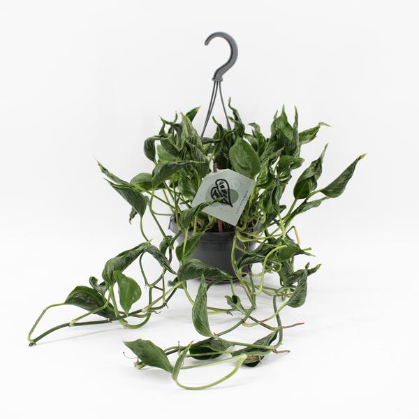 Epipremnum Pinnatum Aureum Shangri-La – Ø14cm – ↕45cm