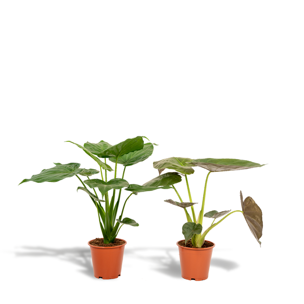 Alocasia Cucullata – Ø19cm – ↕60cm + Alocasia Wentii – Ø19cm – ↕60cm