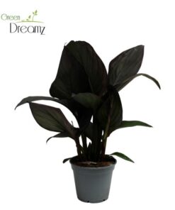 Canna Wyoming Zonder Bloem – Ø17cm – ↕60cm