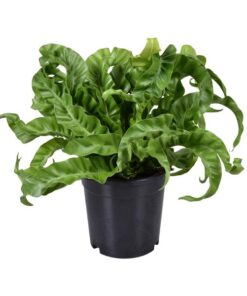 Asplenium Antiquum – Ø17cm – ↕40cm