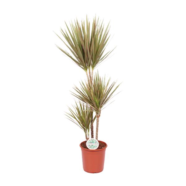 Dracaena Bicolor – Ø24cm – ↕115cm