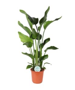 Strelitzia Nicolai – Ø24cm – ↕110cm