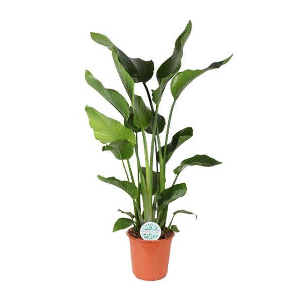 Strelitzia Nicolai – Ø24cm – ↕110cm