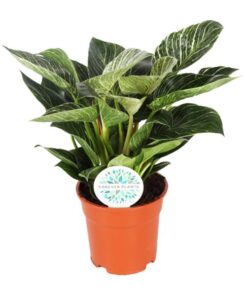 Philodendron Birkin – Ø17cm – ↕30cm