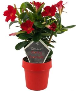 Mandevilla Sundaville Early Scarlet Op Rek (Dipladenia) – Ø14cm – ↕40cm