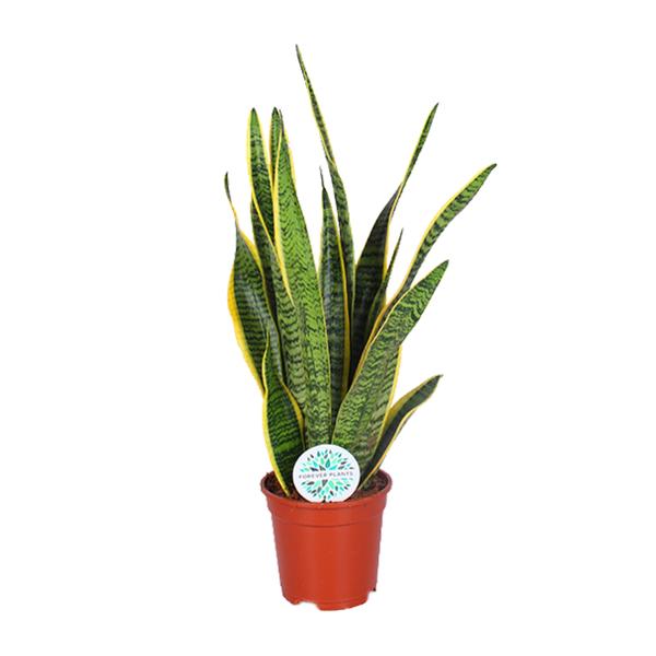 Sansevieria Trifasciata Laurentii – Ø17cm – ↕60cm