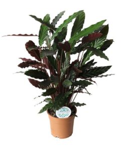 Calathea Rufibarba – Ø17cm – ↕55cm