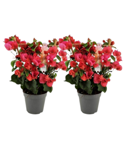 Bougainvillea Rood Gestell – 2 Stücke – Ø12cm – ↕40cm