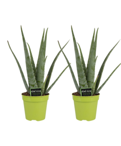 Aloe Vera – 2 Stücke – Ø15cm – ↕65cm