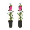 Kletterrose – Rosa Pink Climber – 2 Stück – Ø17 cm – ↕75 cm