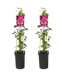 Kletterrose – Rosa Pink Climber – 2 Stück – Ø17 cm – ↕75 cm