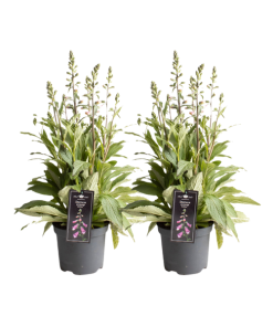 Digitalis Lucas Pink – 2 Stücke – Ø19cm – ↕60cm