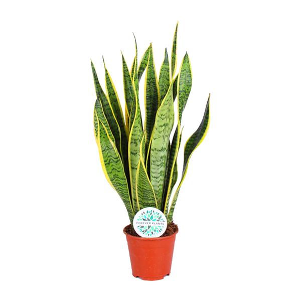 Sansevieria Trifasciata Laurentii – Ø14cm – ↕50cm