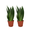 Sansevieria Dark Diamond (Schwiegermutterzunge) – 2 Stück – Ø 14 cm – ↕ 40 cm