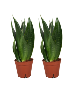 Sansevieria Dark Diamond (Schwiegermutterzunge) – 2 Stück – Ø 14 cm – ↕ 40 cm