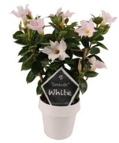 Mandevilla Sundaville White Op Rek (Dipladenia) – Ø14cm – ↕40cm