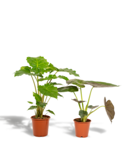 Alocasia Wentii – Ø19cm – ↕60cm + Alocasia Portodora – Ø21cm – ↕75cm