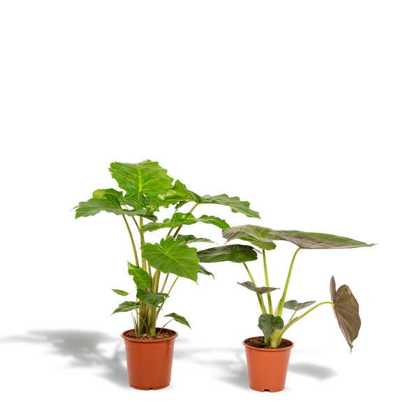 Alocasia Wentii – Ø19cm – ↕60cm + Alocasia Portodora – Ø21cm – ↕75cm