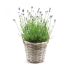 Echter Lavendel – Lavandula Ang. ‚Felice’® Kollektion P15 im Korb – 1 Stück – Ø 15 cm – ↕ 35 cm