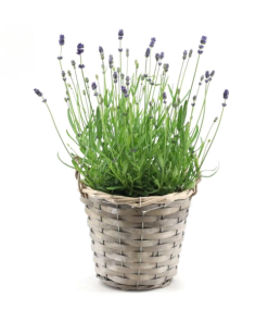 Echter Lavendel – Lavandula Ang. ‚Felice’® Kollektion P15 im Korb – 1 Stück – Ø 15 cm – ↕ 35 cm