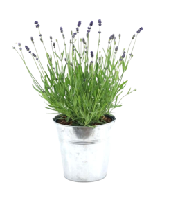 Echter Lavendel – Lavandula Ang. ‚Felice’® Kollektion P15 im Zink-Alt-Look – 1 Stück – Ø 15 cm – ↕ 35 cm