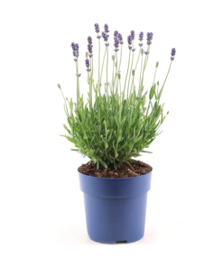 Lavandula Ang. ‚Felice Light Blue’® P15 – 1 Stück – Ø15cm – ↕30cm