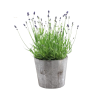 Echter Lavendel – Lavandula Ang. ‚Felice’® Kollektion P15 in Holz – 1 Stück – Ø 15 cm – ↕ 35 cm