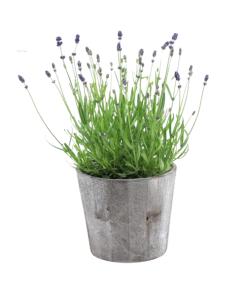 Echter Lavendel – Lavandula Ang. ‚Felice’® Kollektion P15 in Holz – 1 Stück – Ø 15 cm – ↕ 35 cm