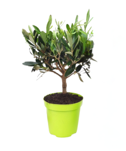 Olea Struik In Lime Pot – 1 Stück Ø12cm – ↕30cm