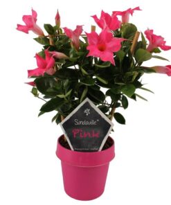 Mandevilla Sundaville Classic Pink Op Rek (Dipladenia) – Ø14cm – ↕40cm