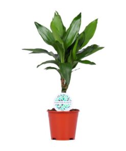 Dracaena Janet Lind – Ø14cm – ↕55cm