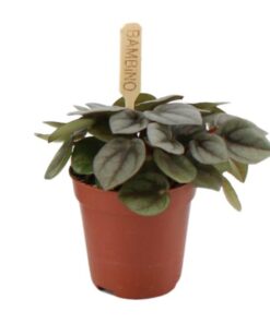 Peperomia Milano – Ø6cm – ↕10cm