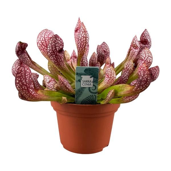 Sarracenia Scarlet Belle – Ø12cm – ↕40cm