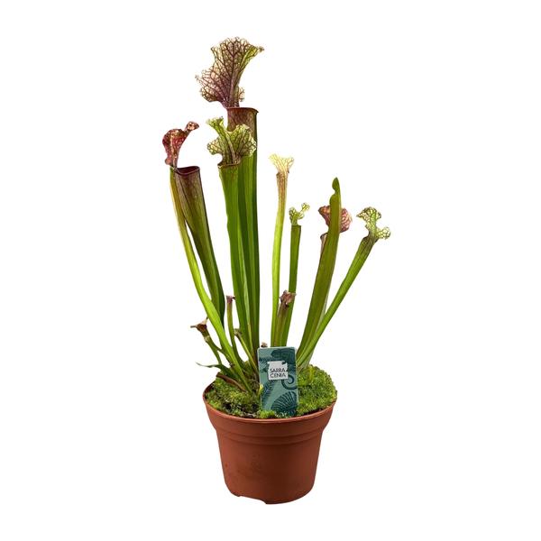 Sarracenia Judith Hindle – Ø12cm – ↕30cm